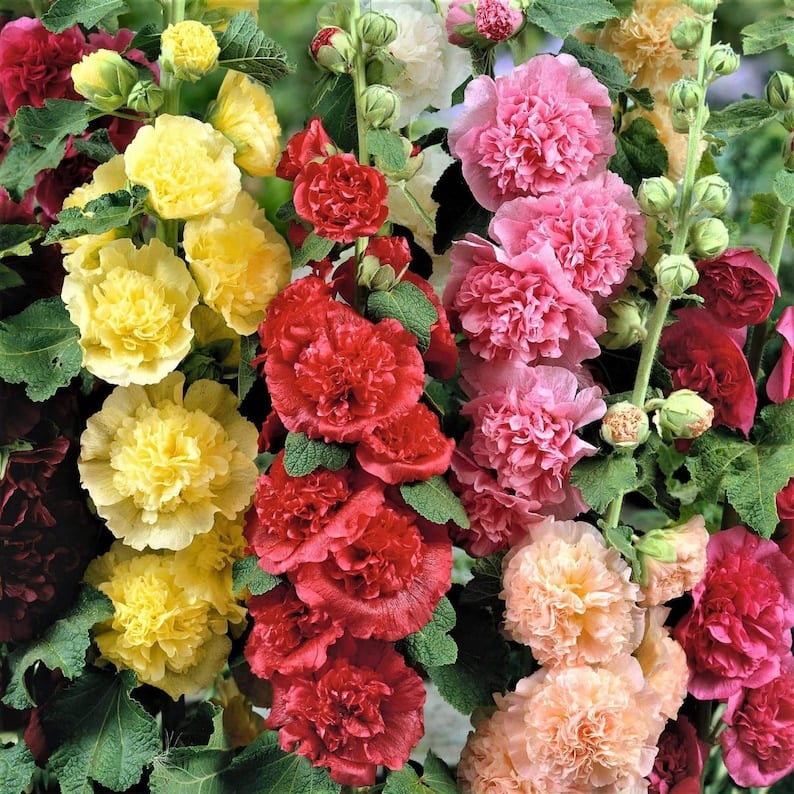 🏆 50K+ SOLD!🌺Double Hollyhock Seeds – Fall & Winter Planting, Perennial Blooms & Stunning Garden Elegance 🍂