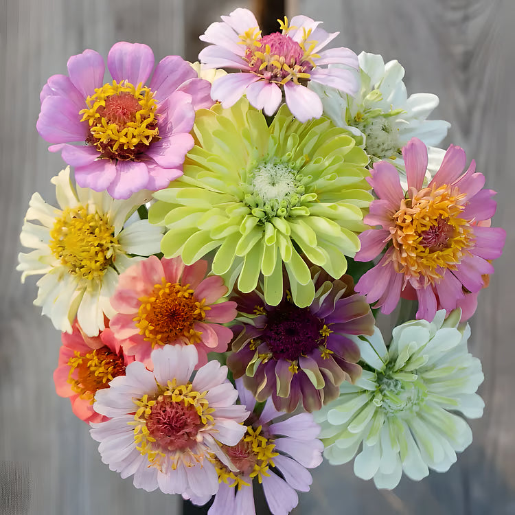 ⏰🔥California Giant Mix Zinnia Seeds—Covers 6500saft-Grows 3-4ft tall