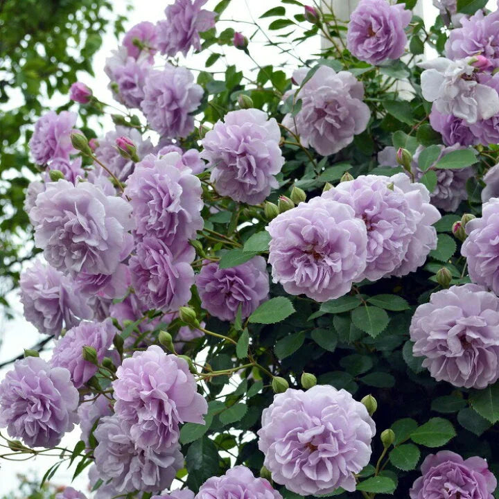 Beautiful Climbing Rose Seeds