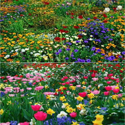 Mixed Perennial Flowers Seeds-Over 50 kinds mixed