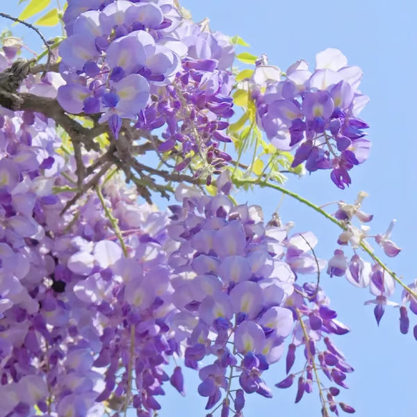 🌸WISTERIA Seeds - THE GARDEN’S CASCADING BEAUTY ALL YEAR ROUND