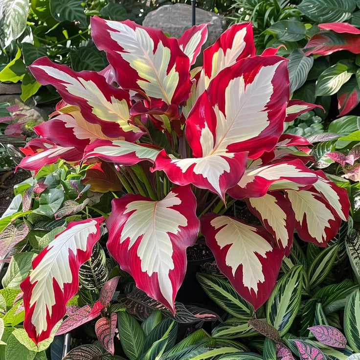 💚 ✨Premium Hosta Bulbs🔥Low-Maintenance, Shade-Loving & Comes Back Every Year