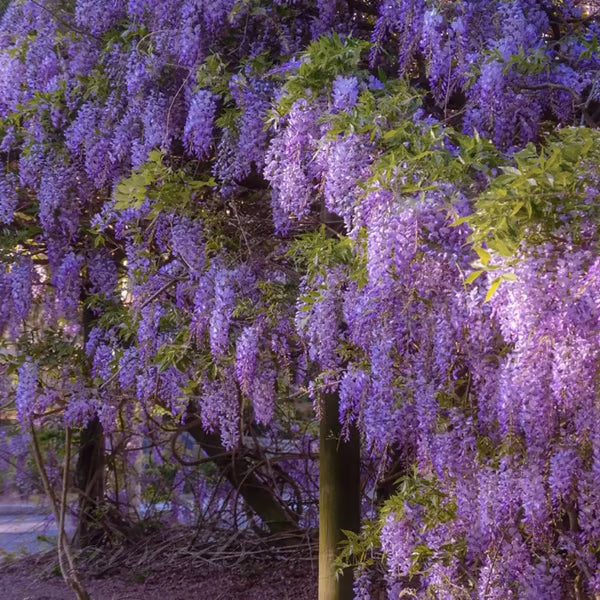 🌸WISTERIA Seeds - THE GARDEN’S CASCADING BEAUTY ALL YEAR ROUND