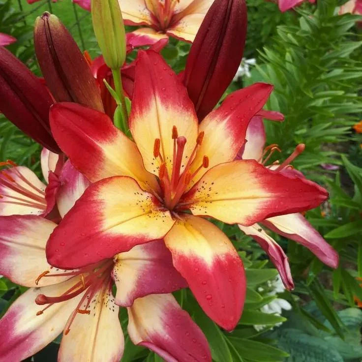 🔥Premium Lily Seeds🌺Easy to Grow, Fast Blooming ✨ Perfect for Beginners