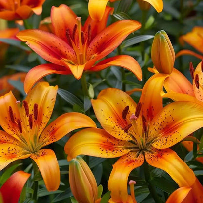🔥Premium Lily Seeds🌺Easy to Grow, Fast Blooming ✨ Perfect for Beginners