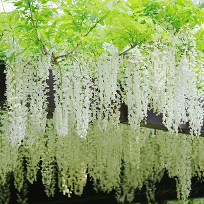 🌸WISTERIA Seeds - THE GARDEN’S CASCADING BEAUTY ALL YEAR ROUND