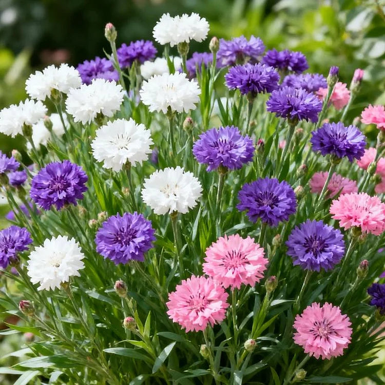 🌱Premium-Kornblumensamen – Die „unaufhaltsame“ Wildblume, die überall wächst