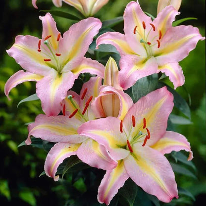 🔥Premium Lily Seeds🌺Easy to Grow, Fast Blooming ✨ Perfect for Beginners