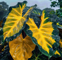 Green-Yellow