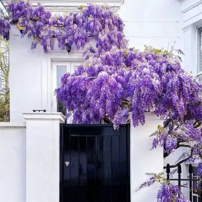 🌸WISTERIA Seeds - THE GARDEN’S CASCADING BEAUTY ALL YEAR ROUND