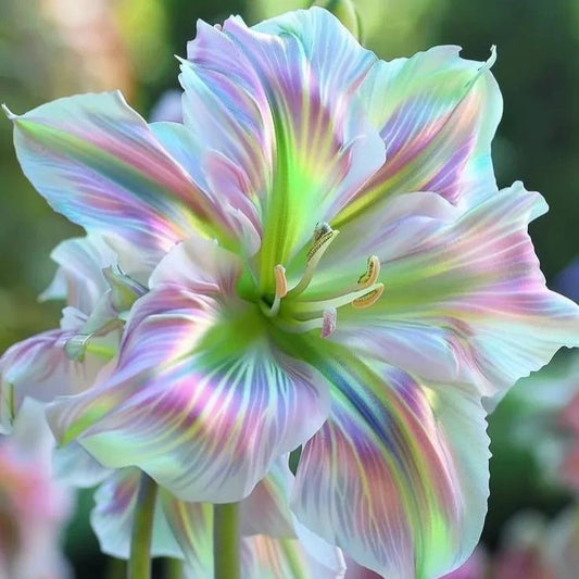 🔥Premium Lily Seeds🌺Easy to Grow, Fast Blooming ✨ Perfect for Beginners