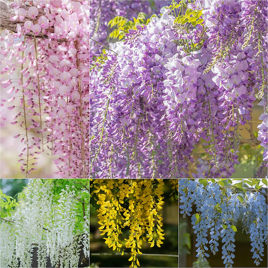 🌸WISTERIA Seeds - THE GARDEN’S CASCADING BEAUTY ALL YEAR ROUND