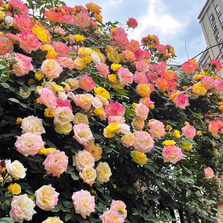 Beautiful Climbing Rose Seeds