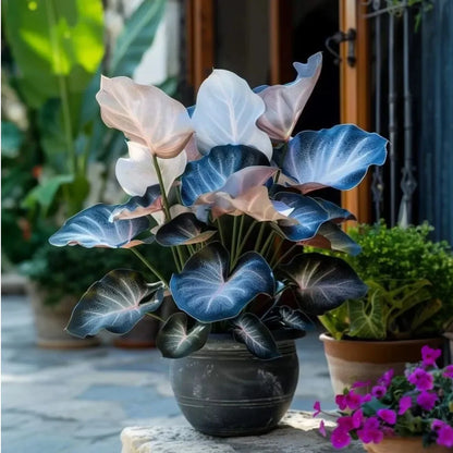 💚 ✨Premium Hosta Bulbs🔥Low-Maintenance, Shade-Loving & Comes Back Every Year