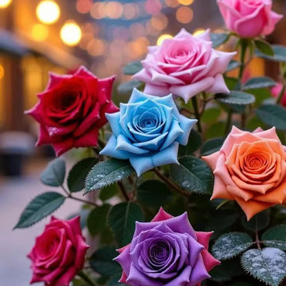 Beautiful Climbing Rose Seeds