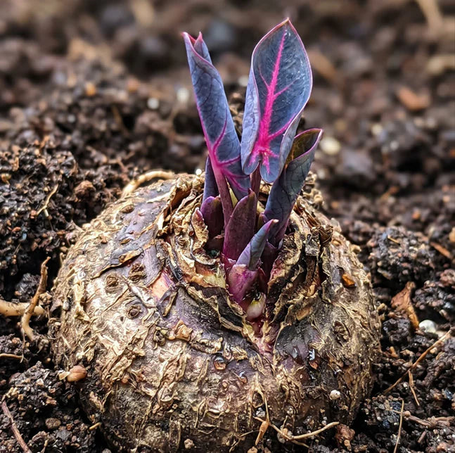 🌈 Giant Caladium Bulbs 🎊The color wizard that creates a dream garden 🌿✨
