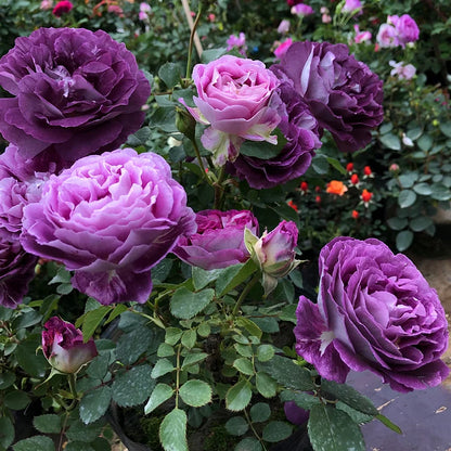 Beautiful Climbing Rose Seeds