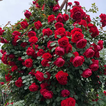 Beautiful Climbing Rose Seeds