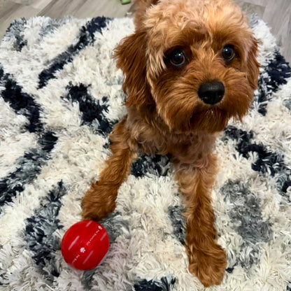 LASY DAY SALE 50% OFF - Pet Bounce Ball