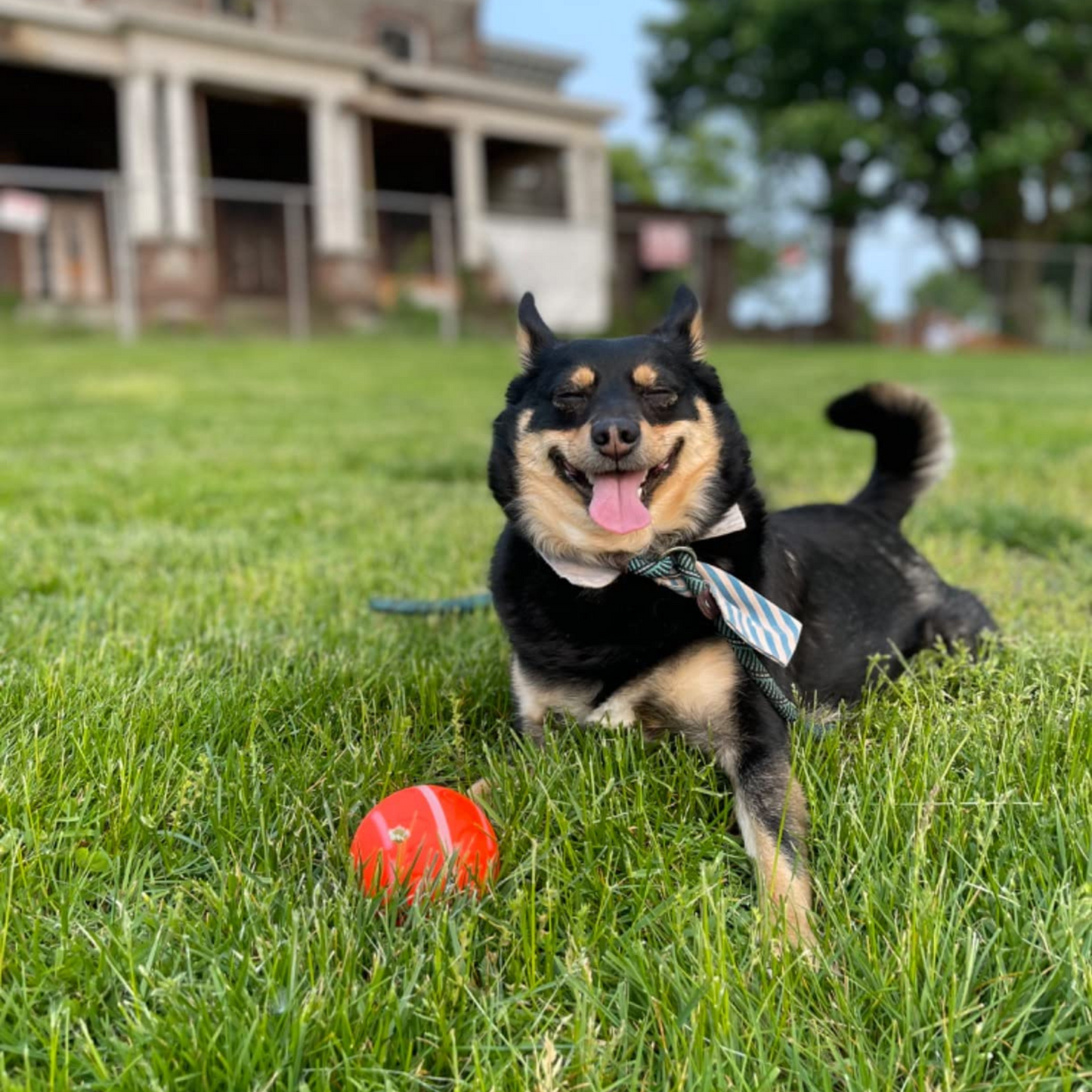 LASY DAY SALE 50% OFF - Pet Bounce Ball