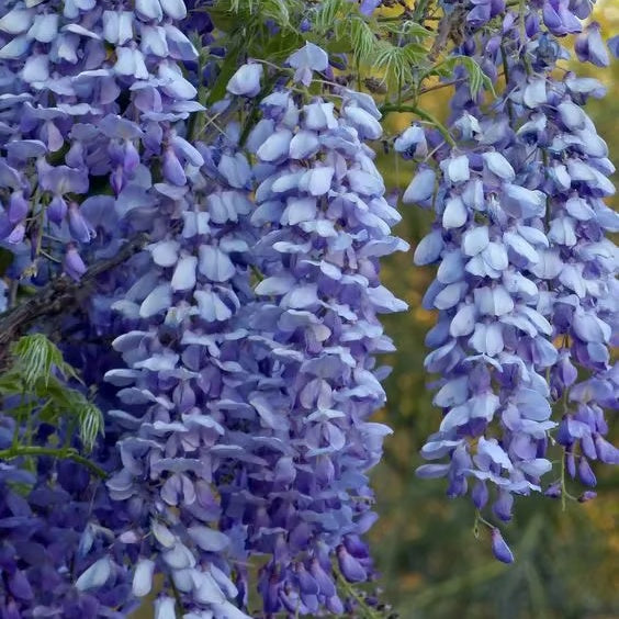 🌸WISTERIA Seeds - THE GARDEN’S CASCADING BEAUTY ALL YEAR ROUND