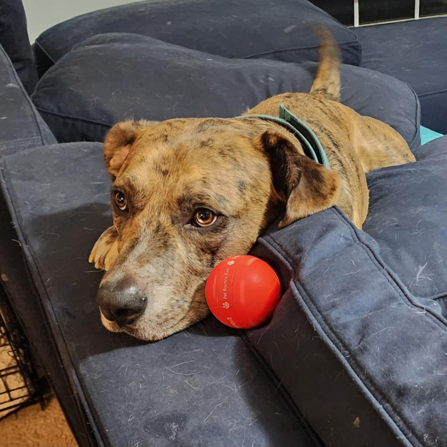 LASY DAY SALE 50% OFF - Pet Bounce Ball