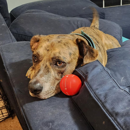 LASY DAY SALE 50% OFF - Pet Bounce Ball