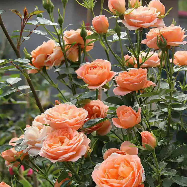 Beautiful Climbing Rose Seeds