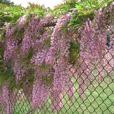 🌸WISTERIA Seeds - THE GARDEN’S CASCADING BEAUTY ALL YEAR ROUND