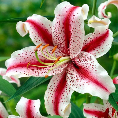 🔥Premium Lily Seeds🌺Easy to Grow, Fast Blooming ✨ Perfect for Beginners