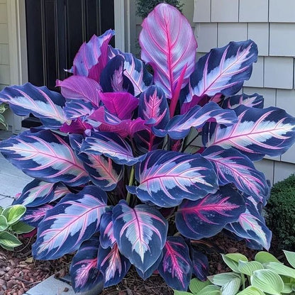 💚 ✨Premium Hosta Bulbs🔥Low-Maintenance, Shade-Loving & Comes Back Every Year