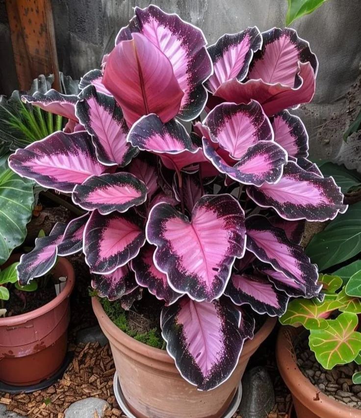 💚 ✨Premium Hosta Bulbs🔥Low-Maintenance, Shade-Loving & Comes Back Every Year