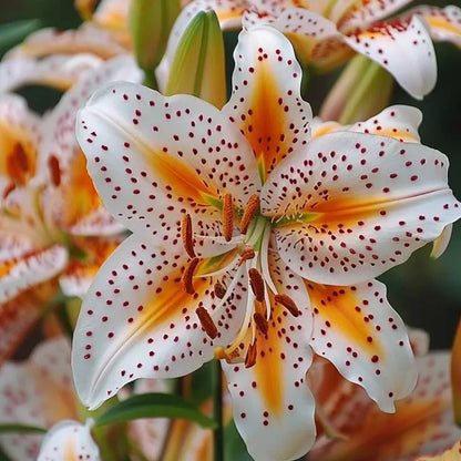 🔥Premium Lily Seeds🌺Easy to Grow, Fast Blooming ✨ Perfect for Beginners