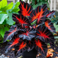Red-Black