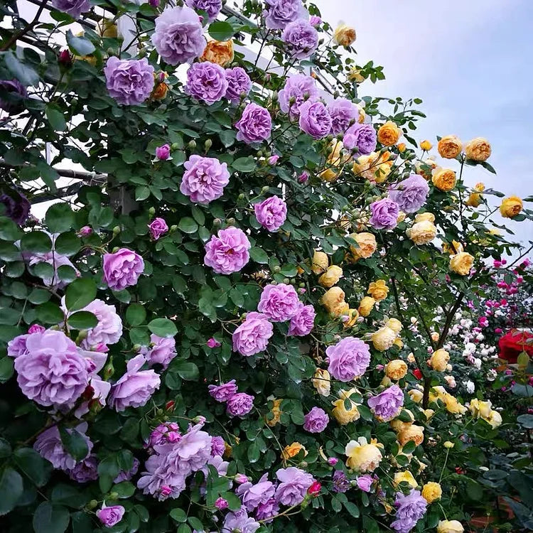 Beautiful Climbing Rose Seeds
