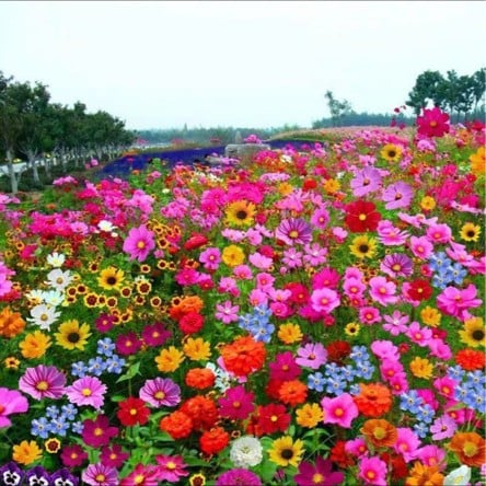 Mixed Perennial Flowers Seeds-Over 50 kinds mixed