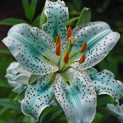 🔥Premium Lily Seeds🌺Easy to Grow, Fast Blooming ✨ Perfect for Beginners