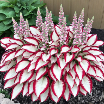 LAST DAY: BUY 3 GET 2 FREE🍃Rare Hosta Seeds🌿Survival rate of up to 95%