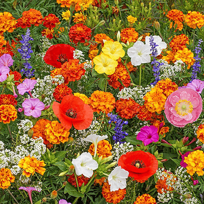 Mixed Perennial Flowers Seeds-Over 50 kinds mixed