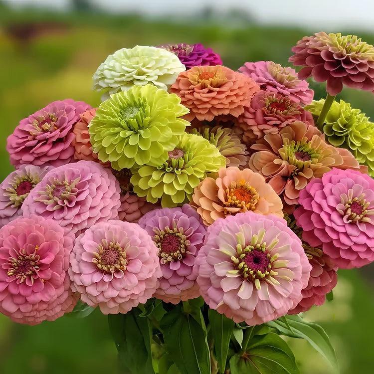 ⏰🔥California Giant Mix Zinnia Seeds—Covers 6500saft-Grows 3-4ft tall