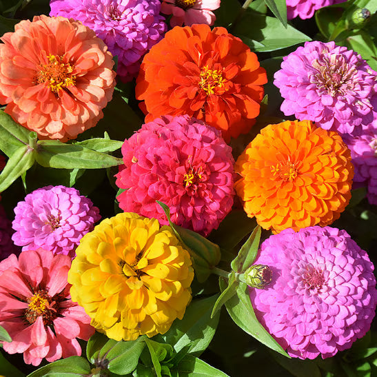 ⏰🔥California Giant Mix Zinnia Seeds—Covers 6500saft-Grows 3-4ft tall