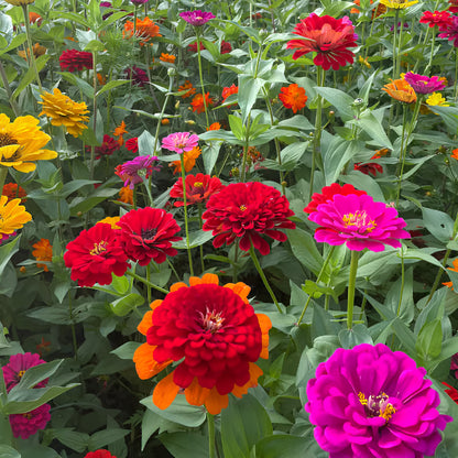 ⏰🔥California Giant Mix Zinnia Seeds—Covers 6500saft-Grows 3-4ft tall
