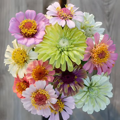 ⏰🔥California Giant Mix Zinnia Seeds—Covers 6500saft-Grows 3-4ft tall