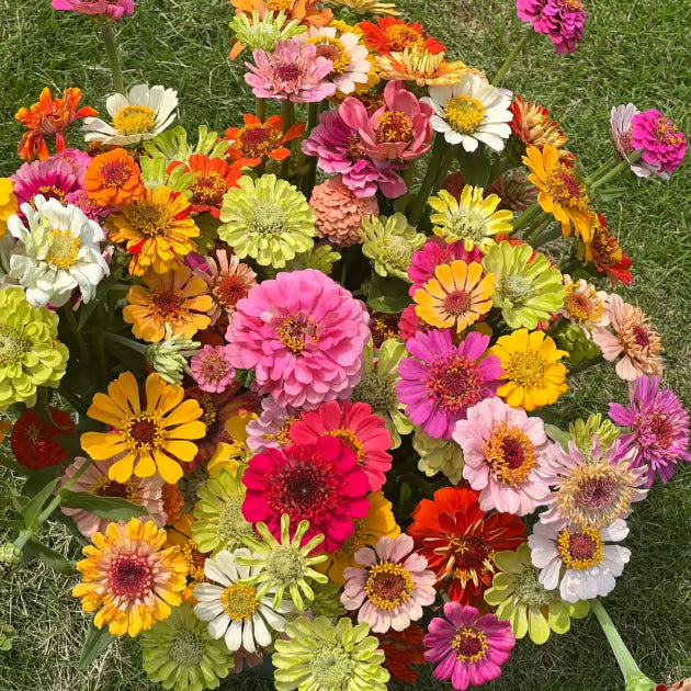 ⏰🔥California Giant Mix Zinnia Seeds—Covers 6500saft-Grows 3-4ft tall