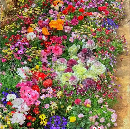 Mixed Perennial Flowers Seeds-Over 50 kinds mixed