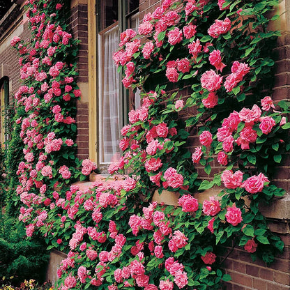 Beautiful Climbing Rose Seeds