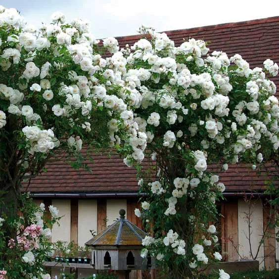 Beautiful Climbing Rose Seeds