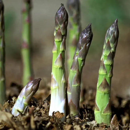🌿Perennial Asparagus Seeds – Tender Green Garden Vegetable Seeds for Home Planting