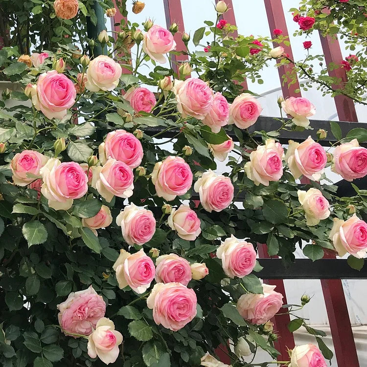 Beautiful Climbing Rose Seeds