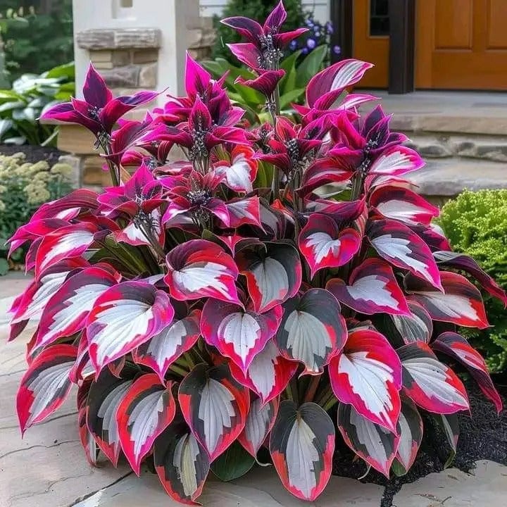 LAST DAY: BUY 3 GET 2 FREE🍃Rare Hosta Seeds🌿Survival rate of up to 95%